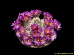 Escobaria minima 2391